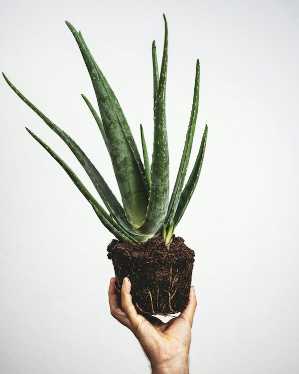 Pure Aloe Vera Harvest